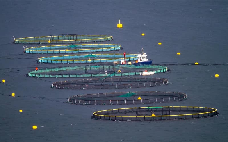 Kairos and CHAZ Brokers develop parametric typhoon cover for offshore aquaculture firm
